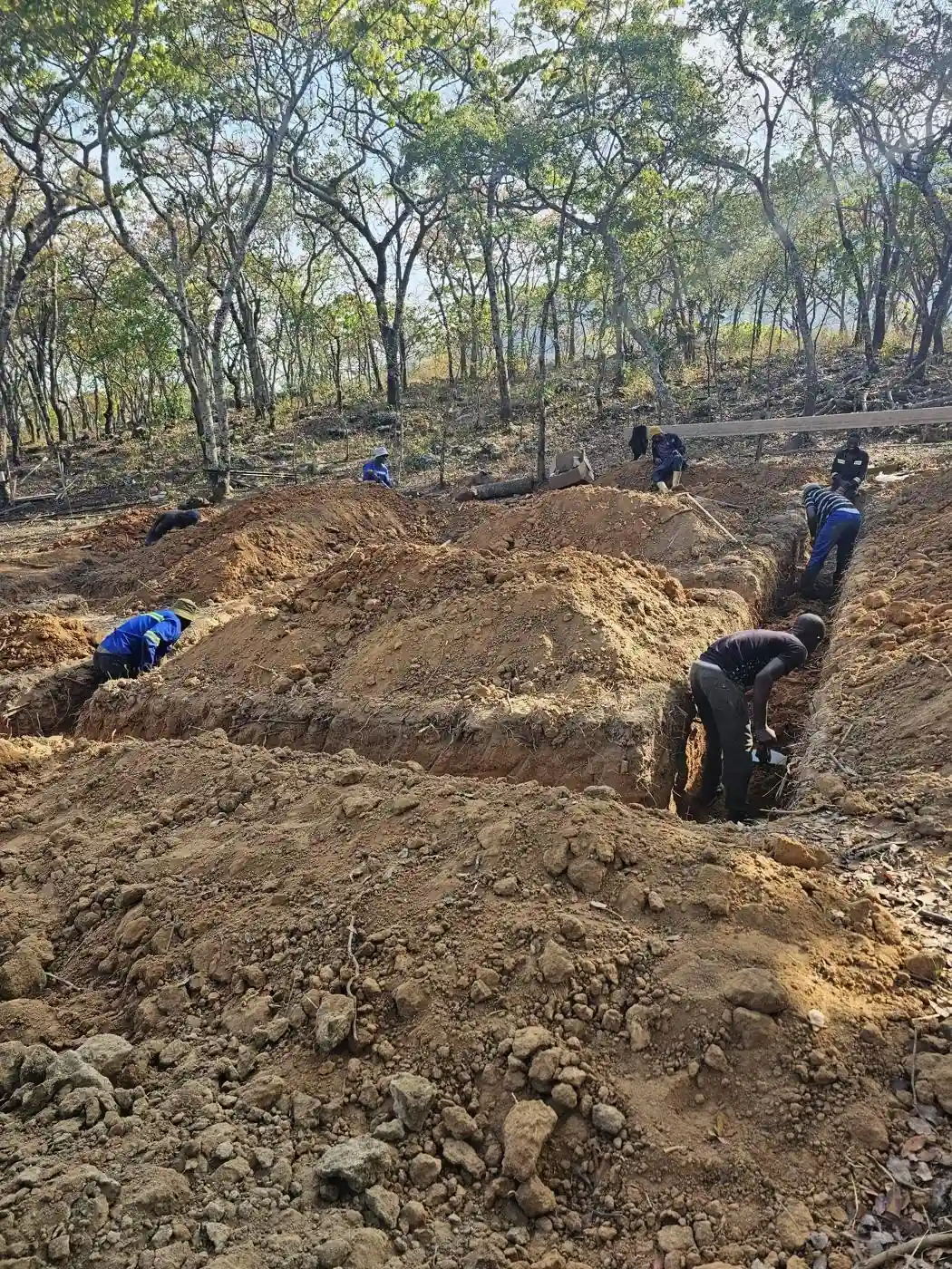 Workers digging foundation trenches on a wooded plot